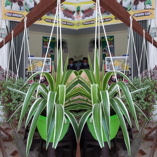 Faperta Untan Pontianak