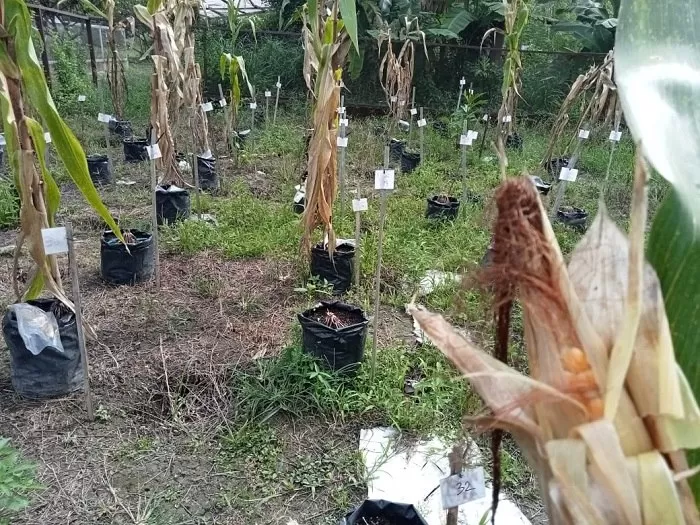 Faperta Untan Pontianak