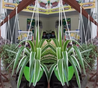 Faperta Untan Pontianak