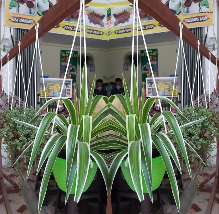 Faperta Untan Pontianak